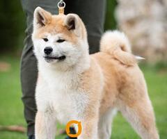 Akita inu, štenci vrhunskog kvaliteta