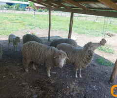 Prodajem 3 ovce,  ovna i zensko jagnje, za priplod