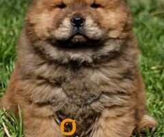 Chow chow