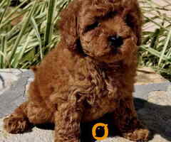 Teddy bear toy PUDLE