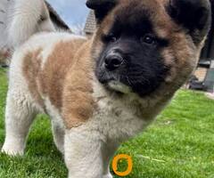 Američka Akita, vrhunski štenci