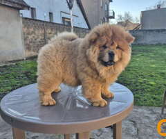 Na prodaju stene Chow Chow staro tri meseca