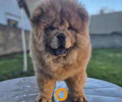 Na prodaju stene Chow Chow staro tri meseca