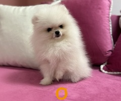 Pomeranac prelepi štenci