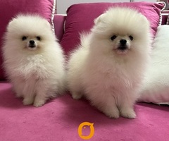 Pomeranac prelepi štenci