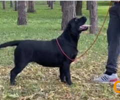 Na prodaju ženka LABRADORA, šampionskog porekla