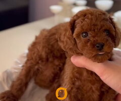 Teddy bear toy PUDLE – malene, prelepe