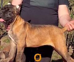 Cane Corso štenci
