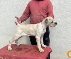 Cane Corso štenci