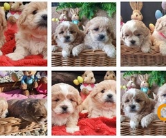Maltipoo štenci