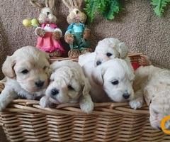 Maltipoo štenci