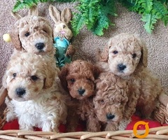 Pudle, preslatke bebe