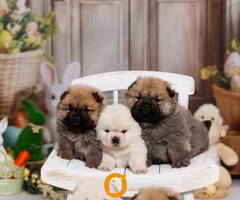 CHOW CHOW stenci