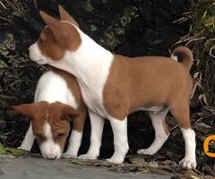 BASENJI štenci