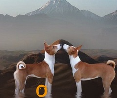 BASENJI štenci