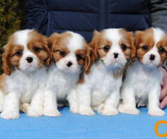 Dostupni štenci Cavalier King Charles spanijela