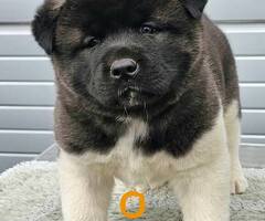 Američka Akita, odlični štenci