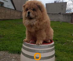 Na prodaju stene Chow Chow prelepog izgleda