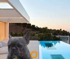 Parenje Blue Micro Extreme Gorilla  French Buldog Kinez
