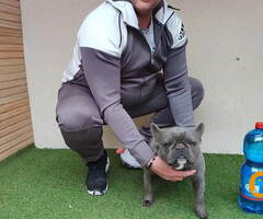 Parenje Blue Micro Extreme Gorilla  French Buldog Kinez