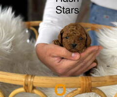 Teddy bear toy PUDLE – malene, prelepe