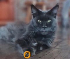 Maine Coon mačići
