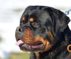 Stenci Rotvajlera Sampionskog Porekla