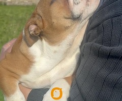 Engleski buldog