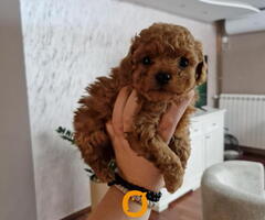 TOY crvene pudle