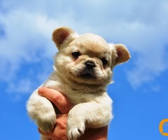 Francuski buldog fluffy