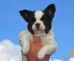 Francuski buldog fluffy
