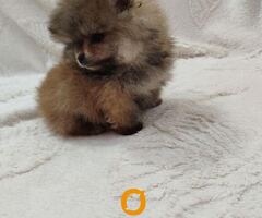 Prelepi Boo medvedici