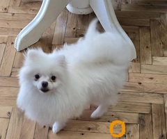 Čistokrvni Boo štenci Pomeranca