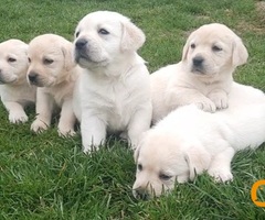 Prelepi, čistokrvni štenci labradora