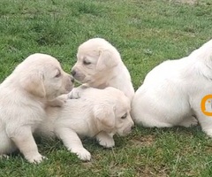 Prelepi, čistokrvni štenci labradora