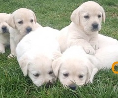 Prelepi, čistokrvni štenci labradora