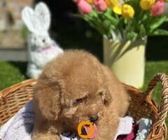Aprikot toy PUDLA stene