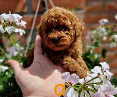 TOY crvene pudle Odgajivacnica Hopy queen poodle