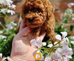 TOY crvene pudle Odgajivacnica Hopy queen poodle