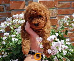 TOY crvene pudle Odgajivacnica Hopy queen poodle