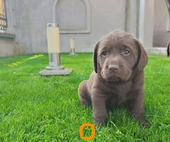 Labrador retriver