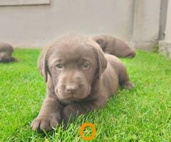 Labrador retriver