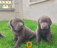 Labrador retriver