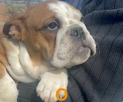 Engleski buldog