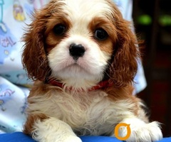 Cavalier King Charles španiel - blenheim i tricolor