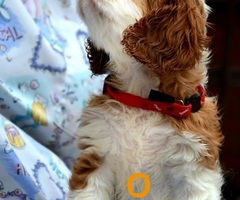Cavalier King Charles španiel - blenheim i tricolor