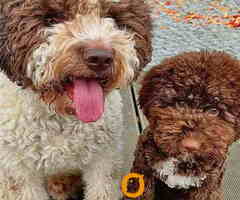 Dostupno novo leglo LAGOTTO ROMANJOLO
