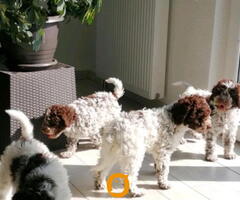 Dostupno novo leglo LAGOTTO ROMANJOLO