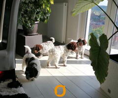 Dostupno novo leglo LAGOTTO ROMANJOLO