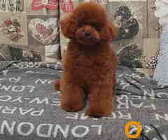 Teddy bear toy PUDLE – malene, prelepe